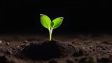 young plant sprouting from soil, illuminated against dark background. concepts: Earth day, environmental campaigns, preserving our planet, business growth, potential for startups, organic products.