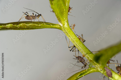 aphids, Macrosiphum rosae (Aphididae).On a leaf, Sardinia, Italy. photo