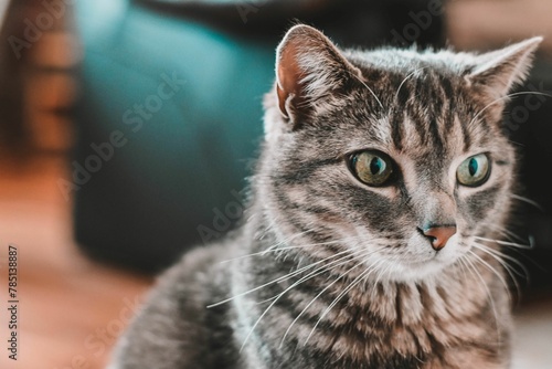 Fototapeta Naklejka Na Ścianę i Meble -  Closeup of an adorable cat sitting on a wooden surface inside a home