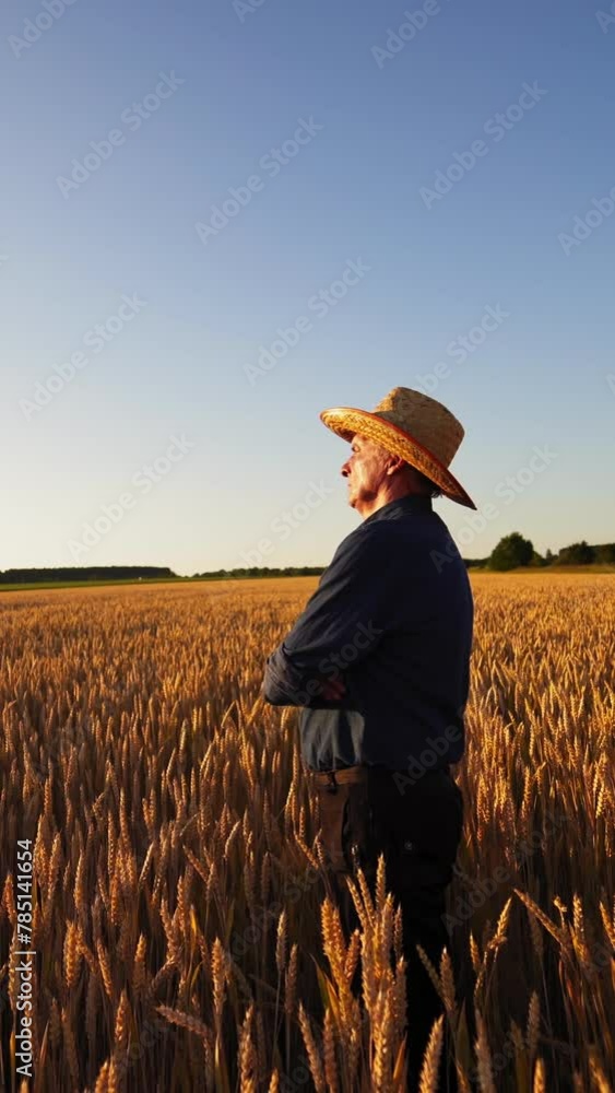 Agronomist in the middle of golden field. Farmer in straw hat and blue shirt standing among ripe wheat spikelets in bright summer day. Vertical video Agronomist in the middle of golden field. Farmer in straw hat and blue shirt standing among ripe wheat spikelets in bright summer day. Vertical video