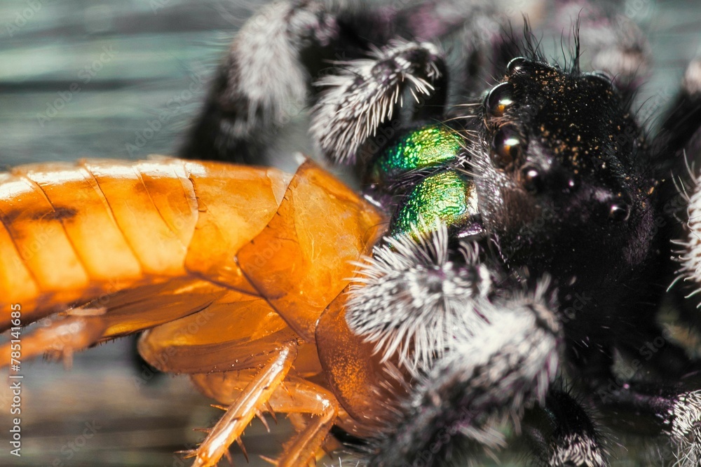 Closeup of a jumping spider eating the prey Closeup of a jumping spider eating the prey