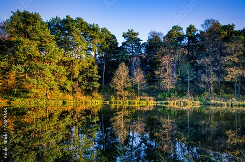 Fototapeta Naklejka Na Ścianę i Meble -  Landscape of a beautiful forest at the shore of a lake that reflects the trees