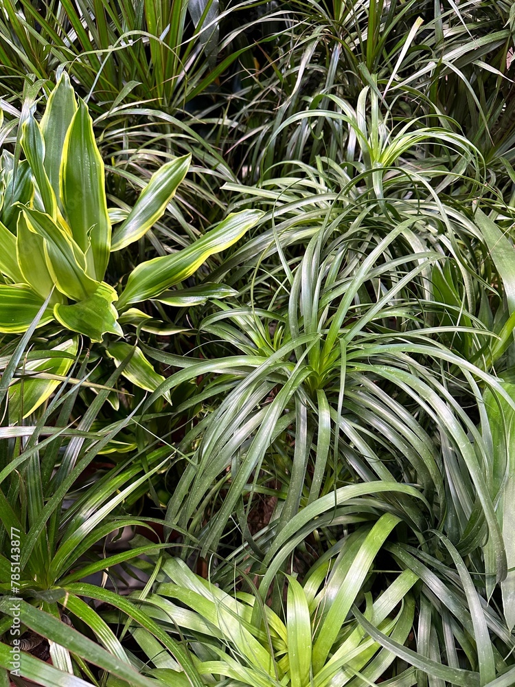Obraz premium Vertical shot of the tropical plants and leaves in the garden - perfect for background or wallpaper