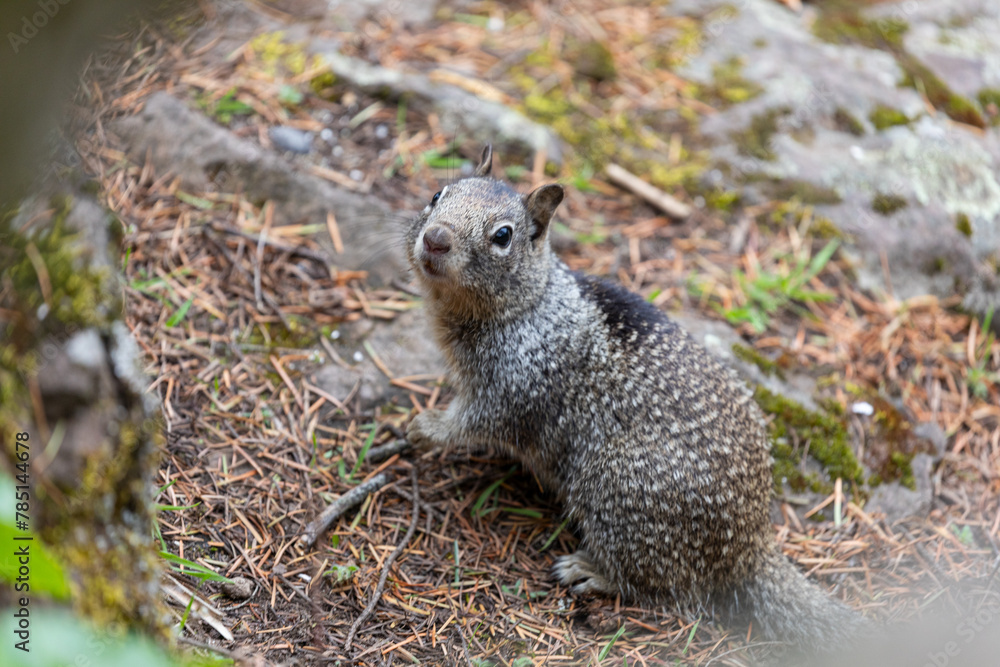 Fototapeta premium Close up picture of a beautiful, friendly, wild grey squirrel 