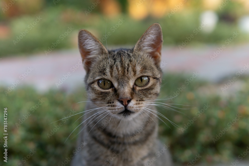 Portrait of a European shorthair cat staring at the camera with wild eyes Portrait of a European shorthair cat staring at the camera with wild eyes