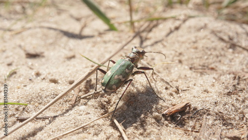 green beetle on the sand