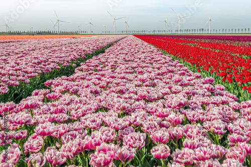 Red and white flowering tulips at a specialized Dutch bulb nursery. In the background are wind turbines for generating electricity. It is a beautiful spring day with some light clouds in the sky.