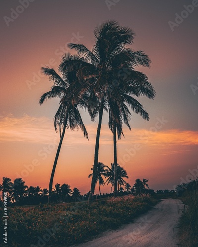 Vertical of big coconut trees by a beach trail against the beautiful sunset sky