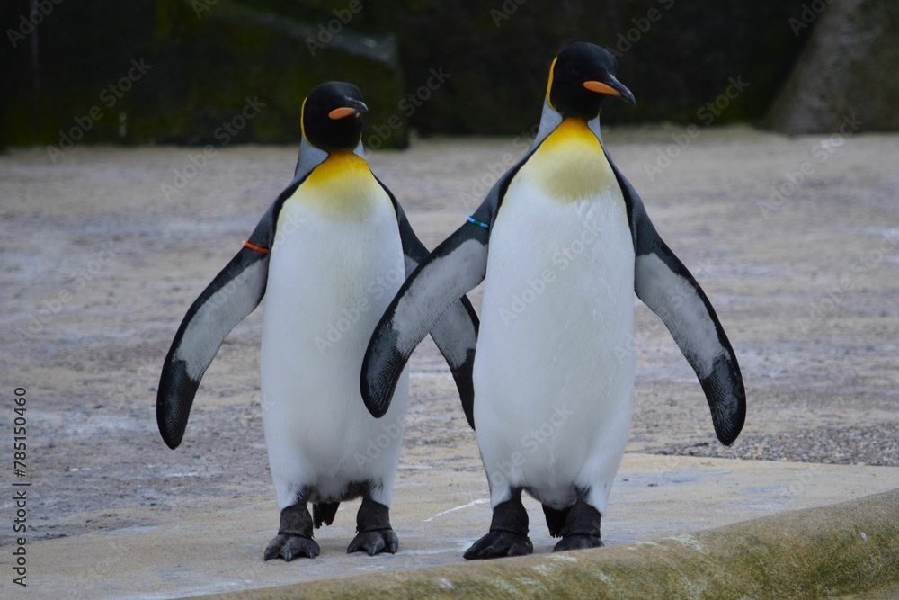 Obraz premium Two King penguins, with yellow-orange plumage at the top of the chest, standing on a ground in a Zoo