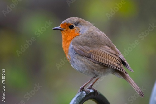 European robin, with red plumage at the top of the chest, in a park, with a blurred background