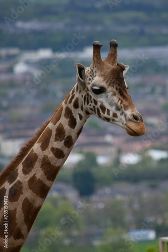 An orange-spotted giraffe and a long neck, with green nature and a city, blurred in the background