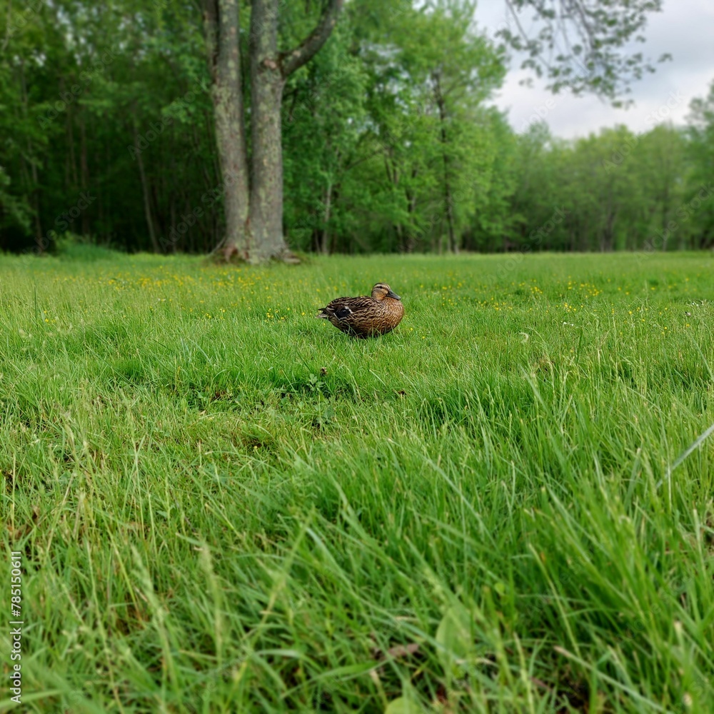Duck in greenery field