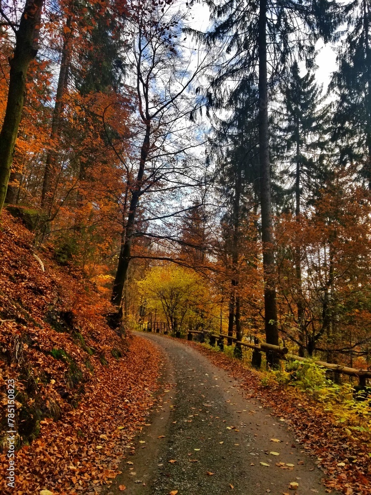Beautiful view of a forest pathway during fall