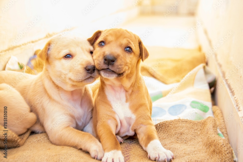 Closeup of two cute newborn puppies lying on the fabric in sunlight Closeup of two cute newborn puppies lying on the fabric in sunlight