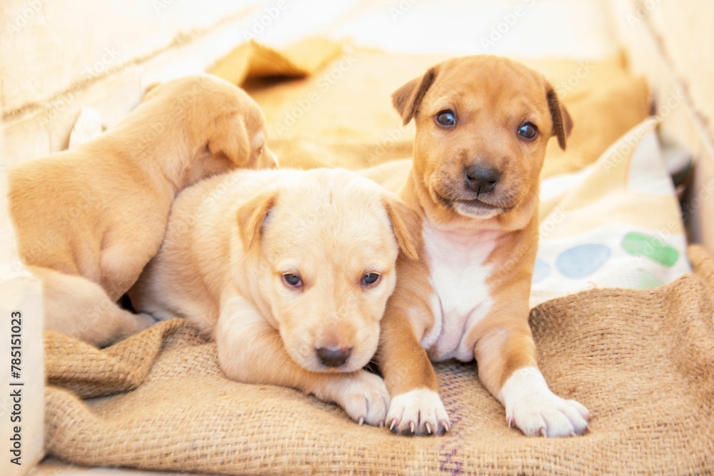 Closeup of three cute newborn puppies lying on the fabric in sunlight Closeup of three cute newborn puppies lying on the fabric in sunlight