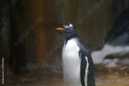 Selective focus shot of a black and white penguin