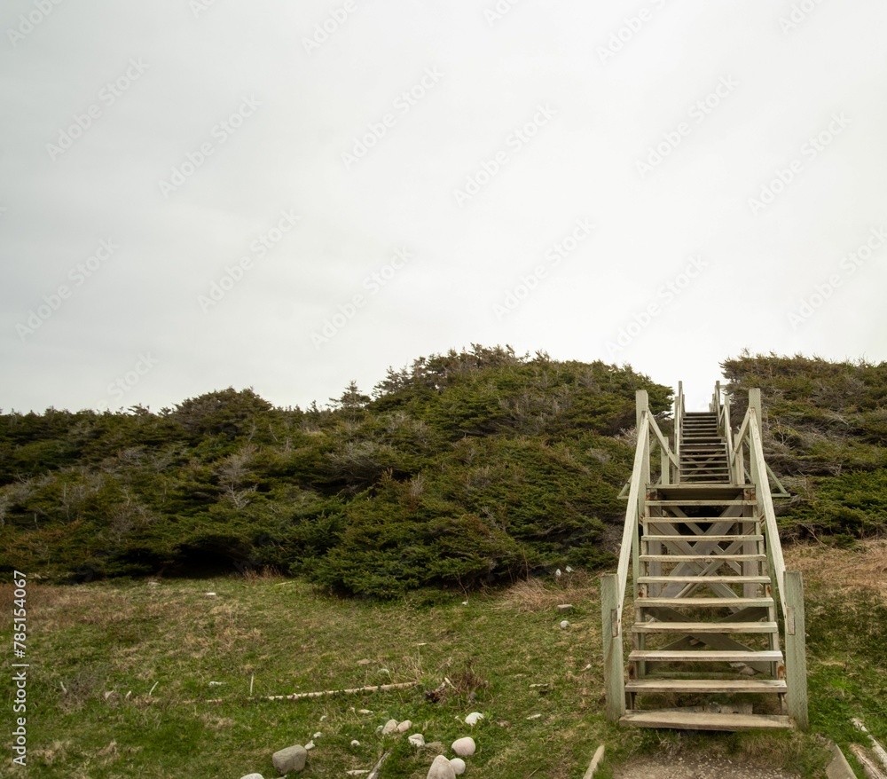 Wooden staircase surrounded by green vegetation against a cloudy sky