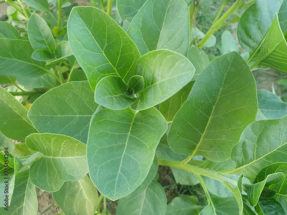 Fototapeta premium Fresh ashwagandha green plant with leaves, natural herbal medicine and ayurvedic plant concept
