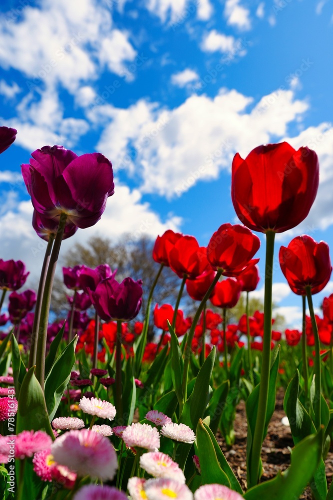 Vertical shot of red and maroon tulips in a beautiful garden on blue cloudy sky background Vertical shot of red and maroon tulips in a beautiful garden on blue cloudy sky background