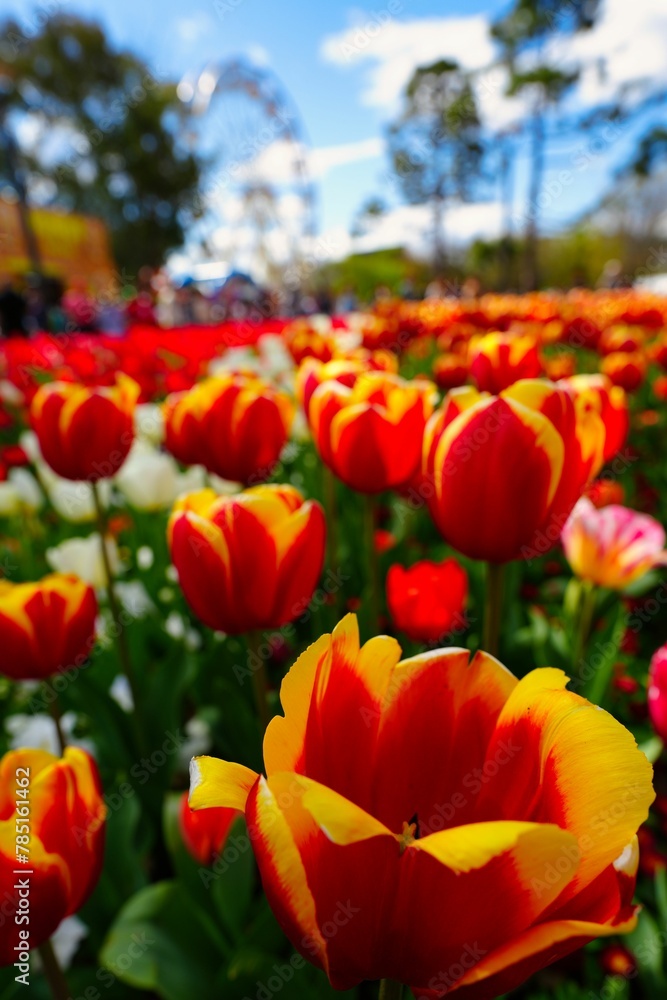 Vertical selective focus shot of yellowish-red tulips in a beautiful garden of colorful flowers Vertical selective focus shot of yellowish-red tulips in a beautiful garden of colorful flowers