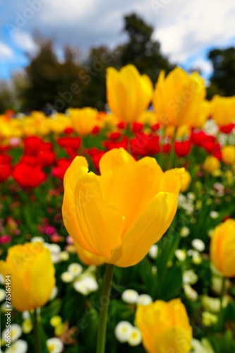 Vertical selective focus shot of yellow tulip in a beautiful garden of colorful flowers