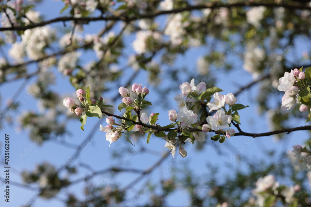 Apfelblüte Frühling Natur Sonnenschein Apfelblüte Frühling Natur Sonnenschein