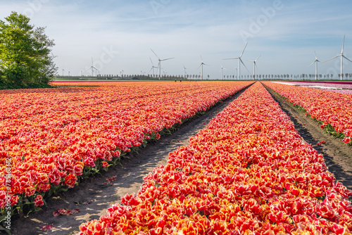 Orange flowering tulips at a specialized Dutch bulb nursery. In the background are wind turbines for generating electricity. It is a beautiful spring day with some light clouds in the sky.