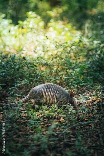 Vertical shot of an Armadillo in lush green forest