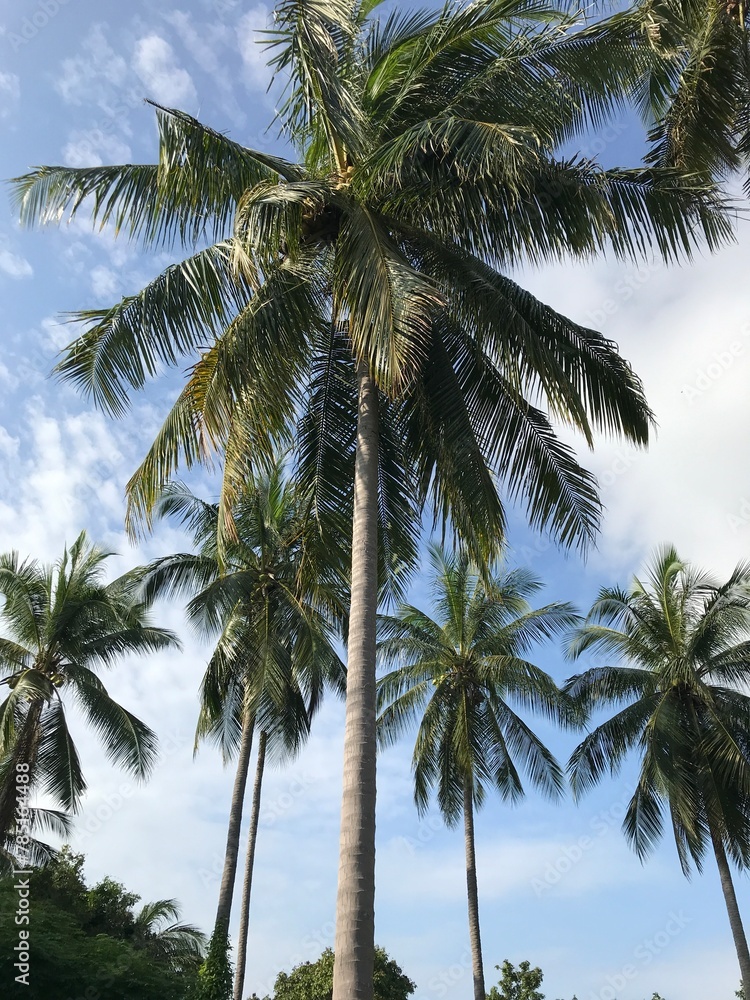 Palm trees in the tropics on Koh Samui Thailand on a sunny day