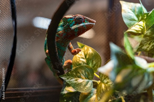 Closeup shot of a bright green and brown Panther chameleon sitting on a plant photo