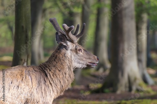 Un cerf avec ses nouveaux bois 