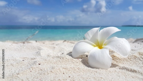 White plumeria flower on a sandy beach