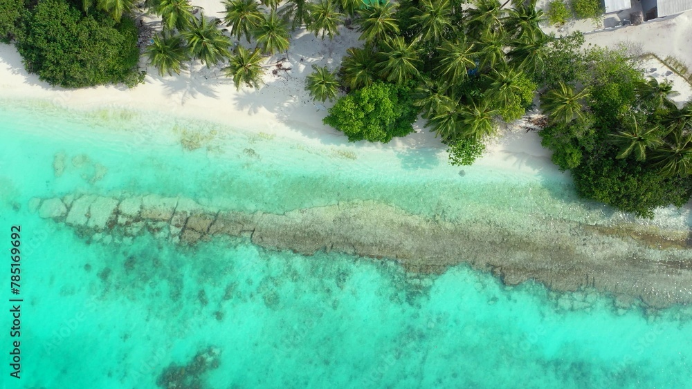 Aerial view of trees on a sandy beach by ocean