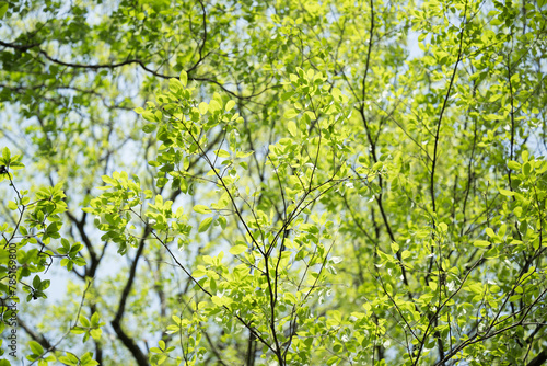 Fresh Japanese fresh green leaves for easy background use