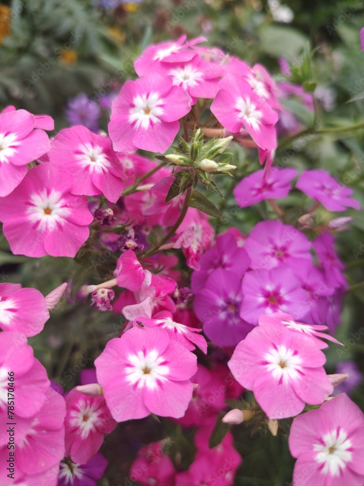 lovely phlox pink flowers in the garden, pink phlox blossom flowers in park lovely phlox pink flowers in the garden, pink phlox blossom flowers in park