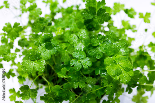 Parsley in a flowerpot on a white background