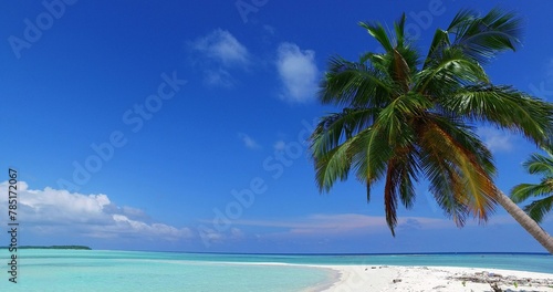 Palm trees on a sandy beach by the ocean on a sunny day