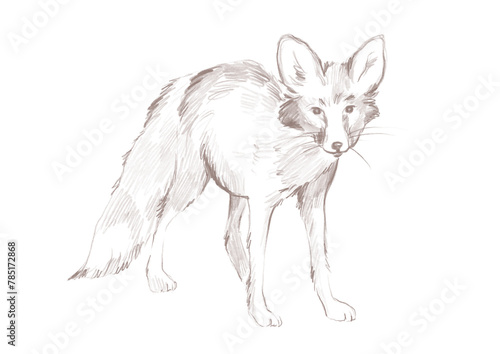 Line art fox