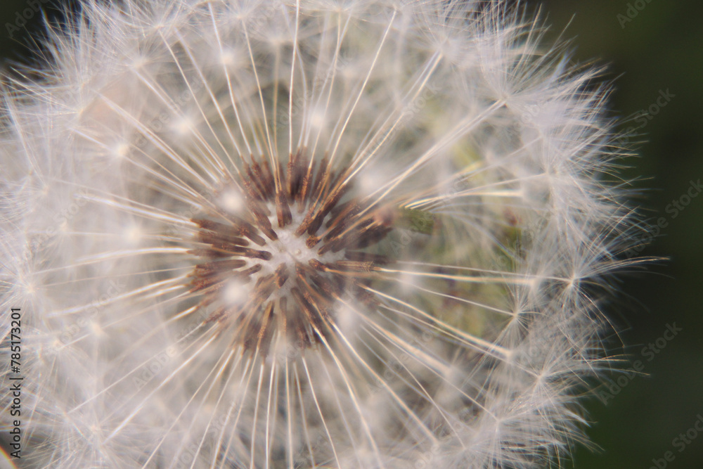Fototapeta premium Dandelions close up macro with many seeds. Dandelion flower on a beautiful natural blurred background.