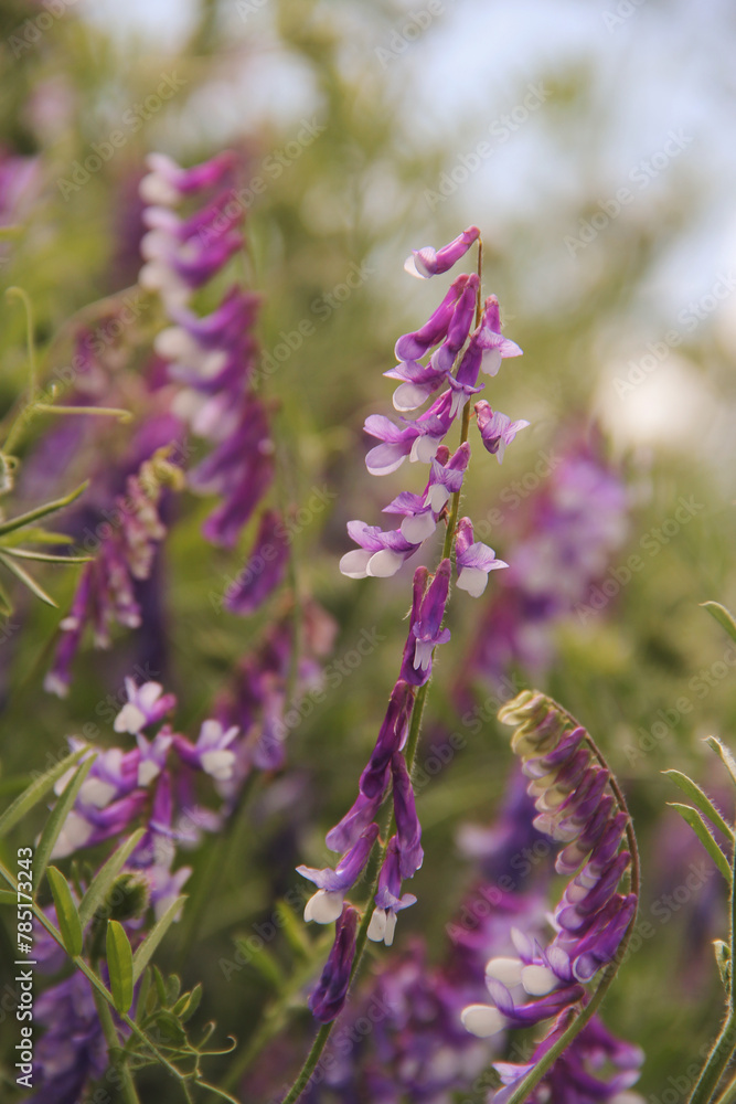 Obraz premium flowers hairy vetch, fodder vetch,winter vetch. Scientific name is Vicia villosa.