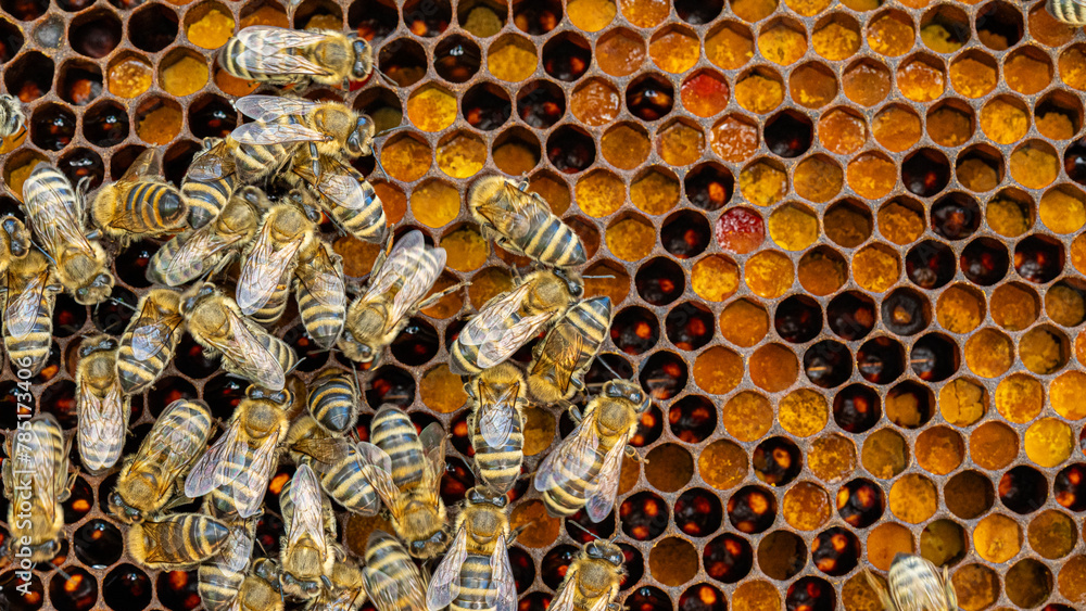 Bees on a wax comb