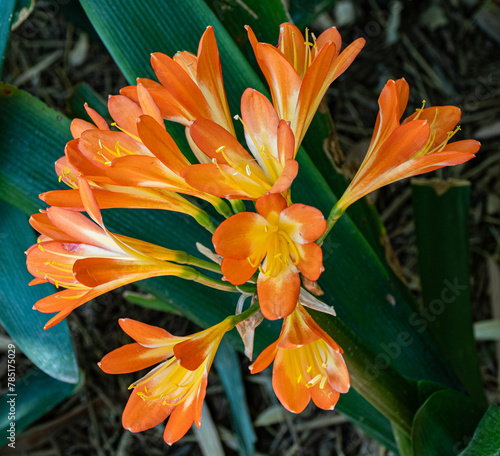 Bird of Paradise Flower