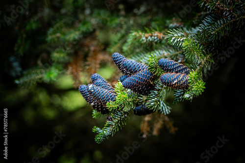 Abies koreana spruce branch with cones
 photo