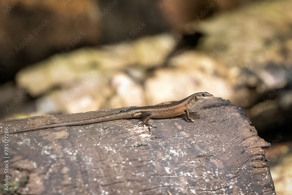 A brown lizard on a stump in the Indonesian jungle on the Raja Ampat islands A brown lizard on a stump in the Indonesian jungle on the Raja Ampat islands
