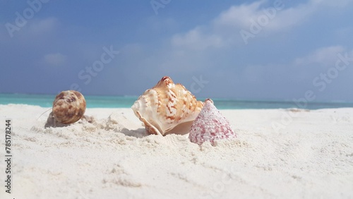 Closeup of shells at a beach on a sunny day