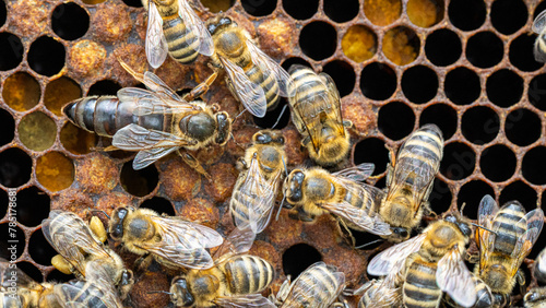 Bees on a wax comb