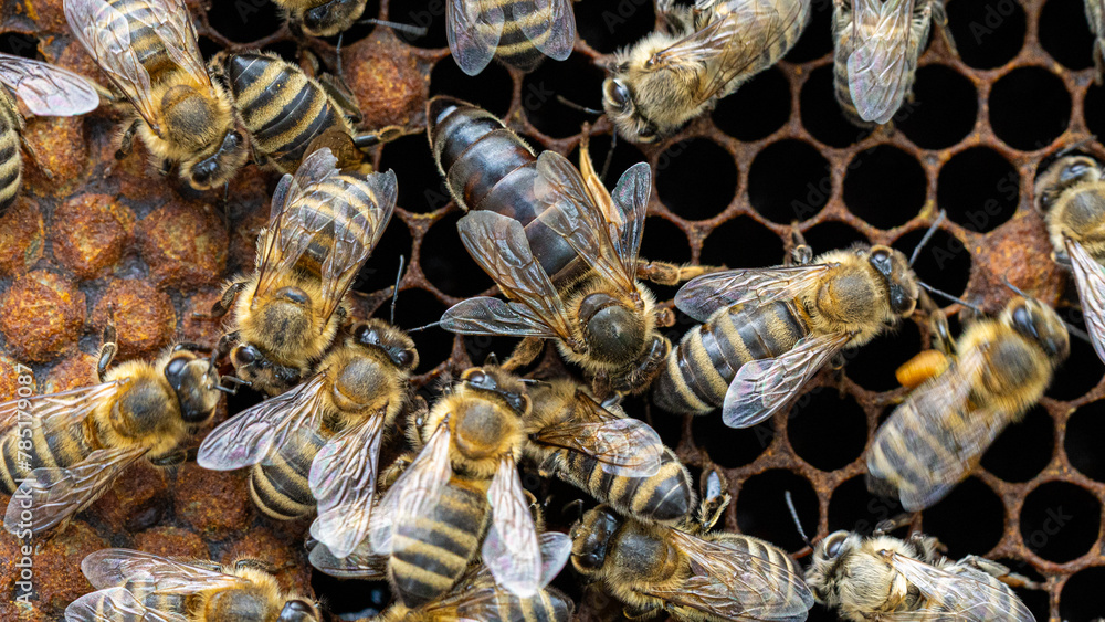 Bees on a wax comb