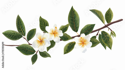 Frangipani branches adorned by a flower Flat vector illustration © Jasmin