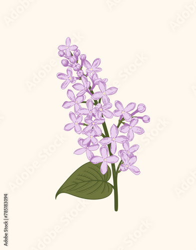 A sprig of lilac on a white background. Vector  vintage illustration. Poster with lilac flower. Linear art style.