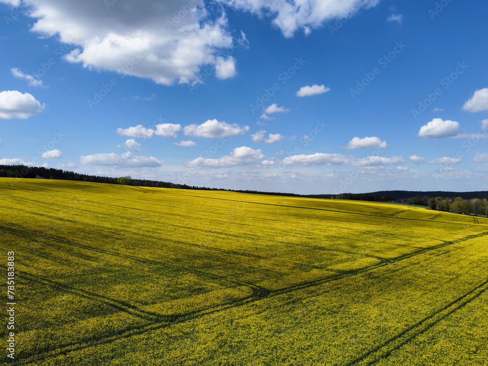 field of rapeseed with blue sky and clouds